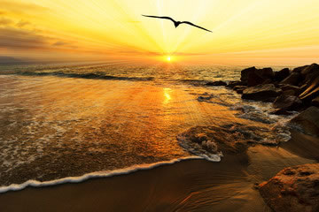 A bird flying toward the sunrise of effective church leaders.